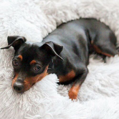 The Lions Club™ Pet Nest – Official Retailer