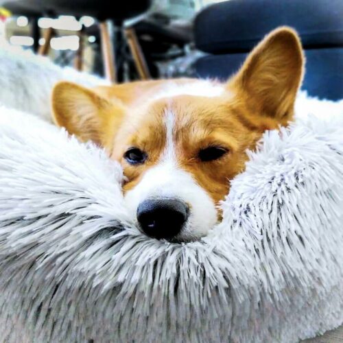 Therapeutic Bed™ Official Retailer – Dog & Cat Calming Cushion Bed For Deep Sleep