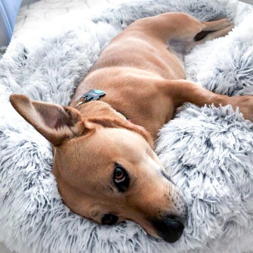 The Lions Club™ Pet Nest – Official Retailer