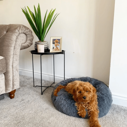 Absolut Soothing Bed™ Official Retailer