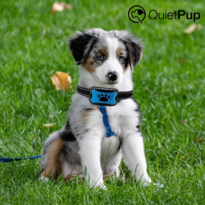 Quietpup™ Smart Collar – Official Retailer