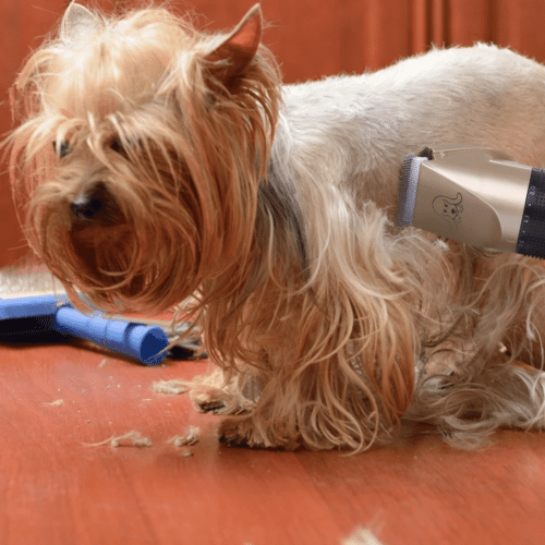 clipmypaws™️ clipper – official retailer